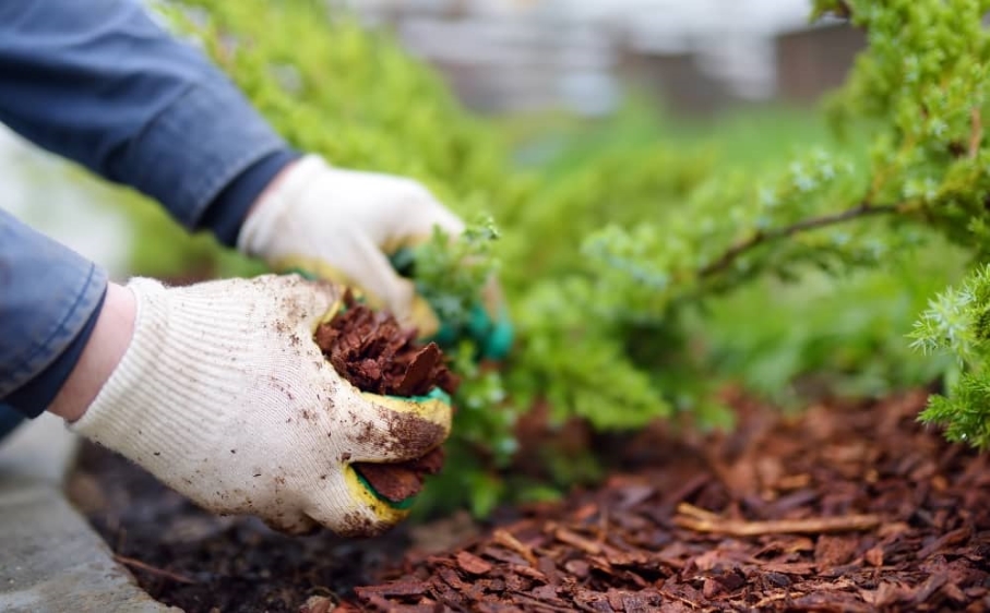 garden mulch